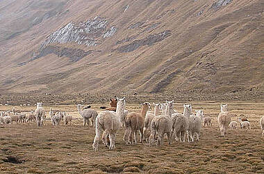 Lamaherde in der Cordillera Huayhuash