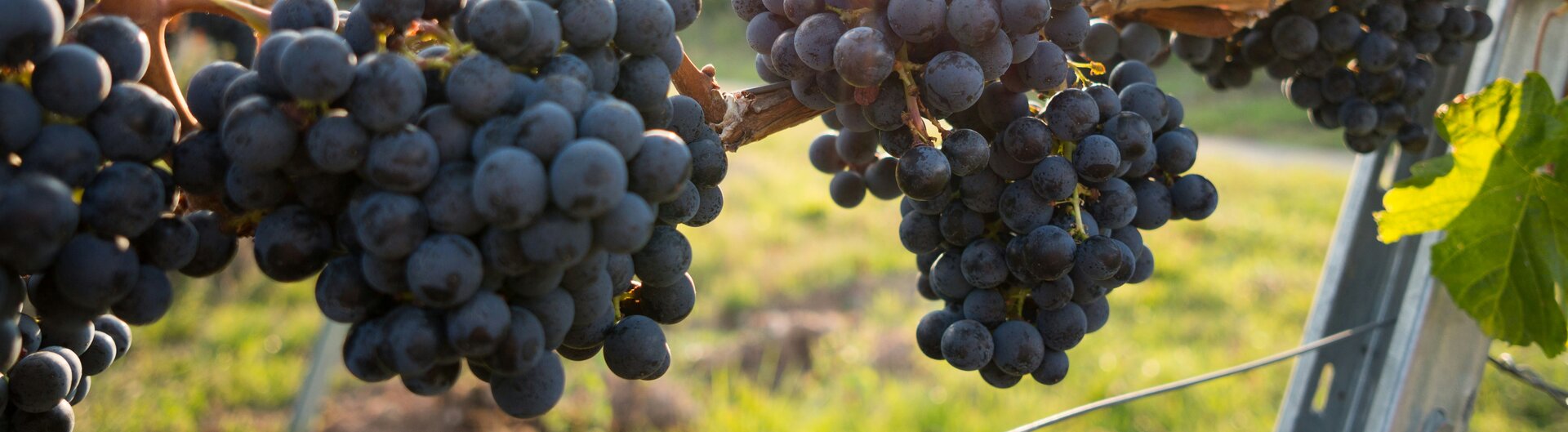 Blaue Weintrauben hängen im Weinberg an Reben vor tief stehender Sonne.