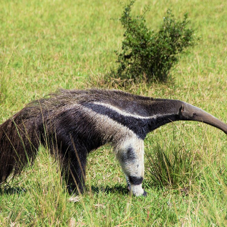 Ein Großer Ameisenbär bewegt sich durch eine grasbewachsene Fläche, mit seinem langen, gebogenen Schnabel und buschigen Schwanz.