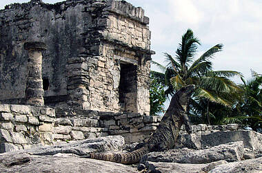 Großer Leguan sonnt sich vor den Maya-Ruinen in Tulum