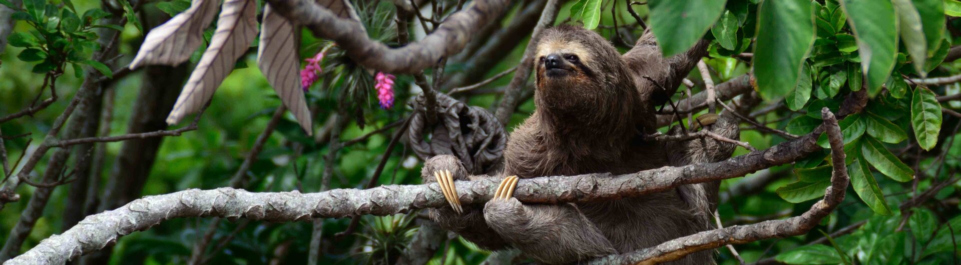 Faultier auf einem Baum in Nicaragua