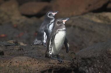 Zwei Galapagos Pinguine im Frack
