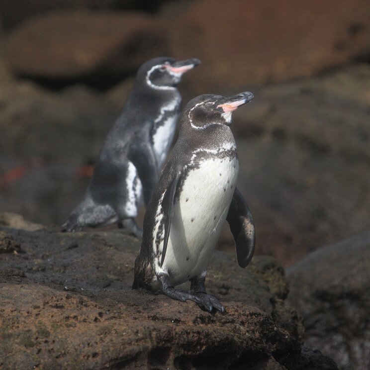 Zwei Galapagos Pinguine im Frack