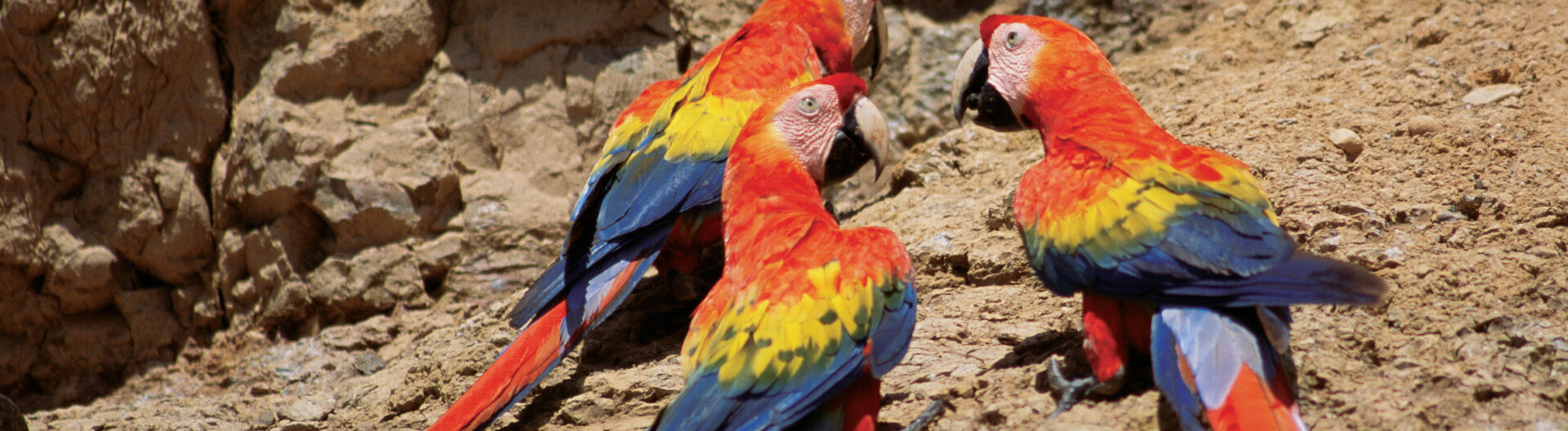 Drei hellrote Aras an einer Lehmbzw Salzlecke im AmazonasRegenwald in Peru.