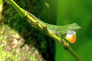 Kleiner Gecko im Regenwald von Boca Tapada