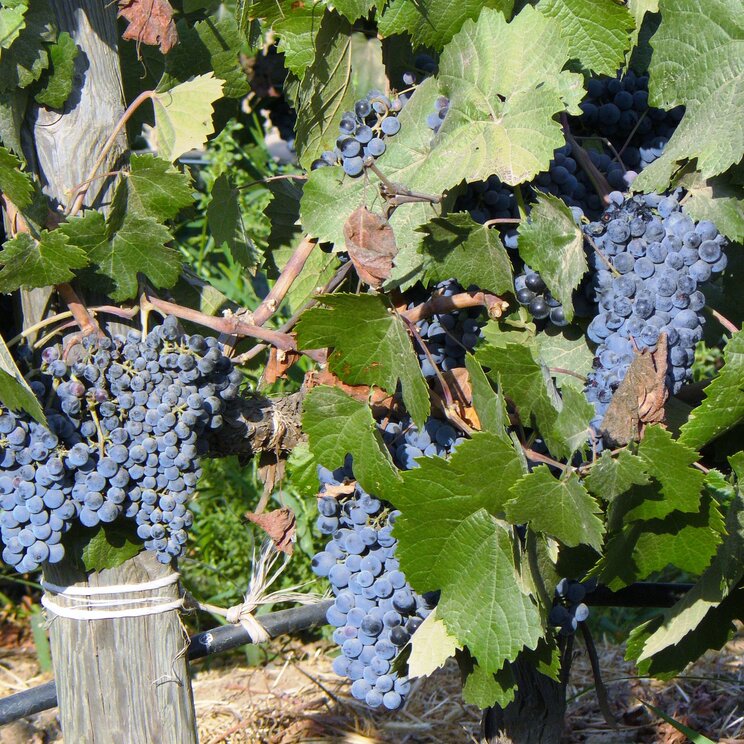 Weinreben im Weingebiet Baja California