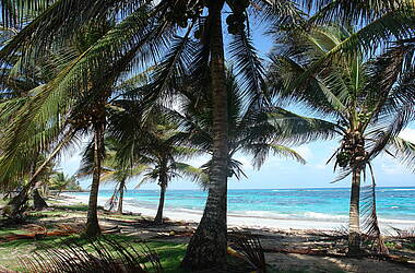 Palmen auf Corn Islands