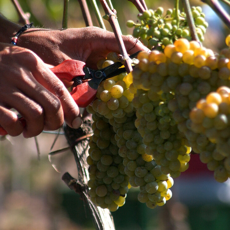 Weinlese auf der Finca Piedra in Uruguay