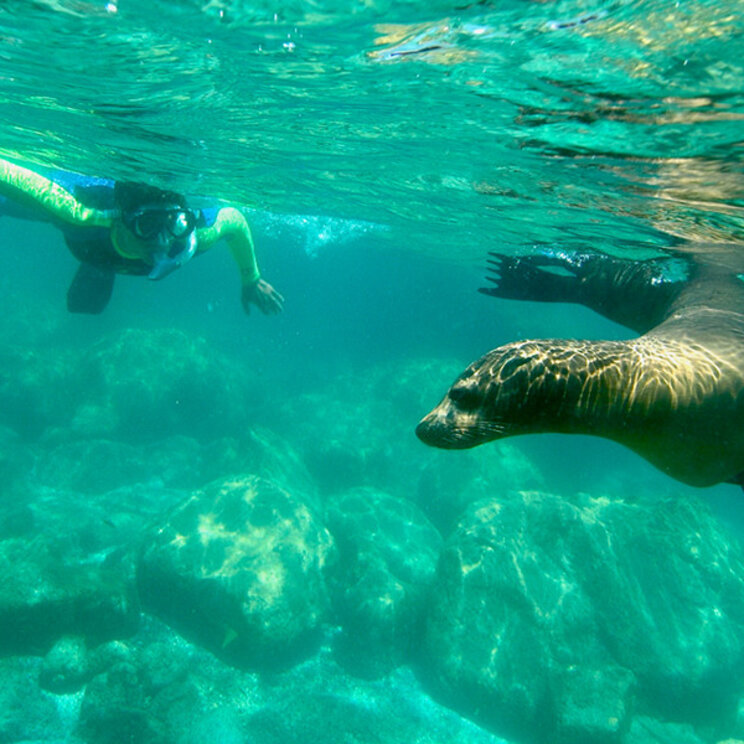 Schnorcheln mit Seelöwen Isla Espíritu Santo