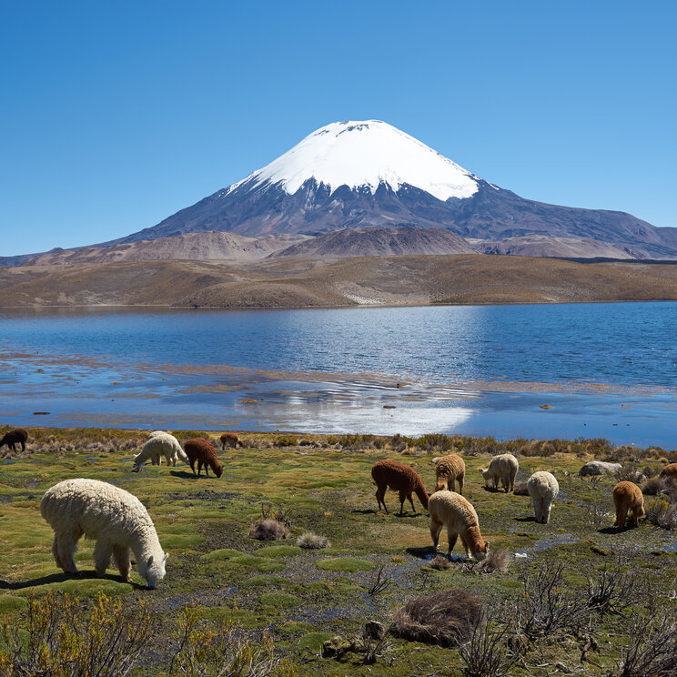 Alpakas am Chungará See im Lauca Nationalpark mit schneebedecktem Vulkan Parinacota und Altiplano Landschaft im chilenischen Hochland.