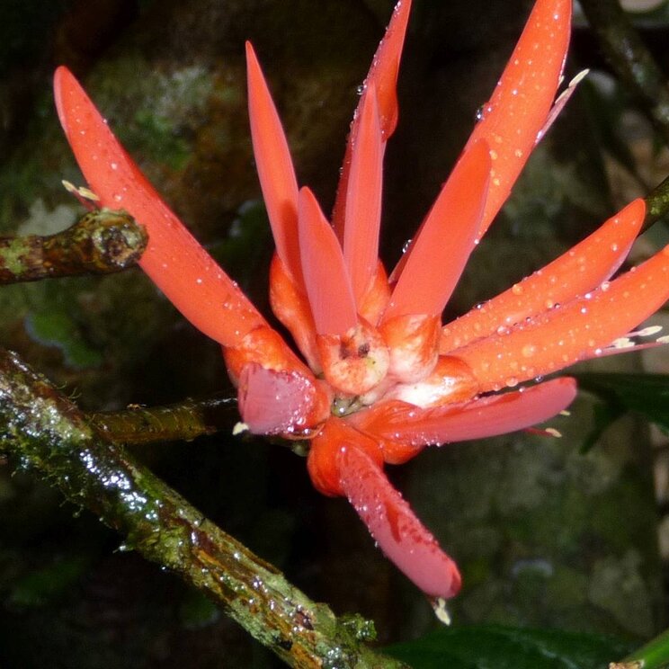 Rote Blüte im Dschungel Panamas