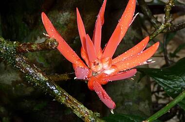 Rote Blüte im Dschungel Panamas