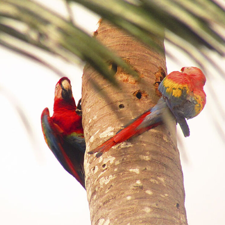 Rote Aras an einer Palme in der Sandoval Lake Lodge, Tampopata Amazonas Peru