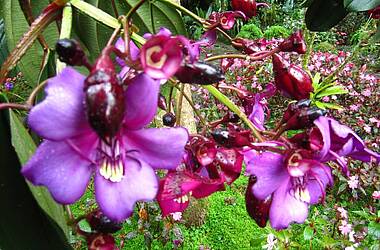 Blütenpracht im Hochland von Chiriquí, Panama
