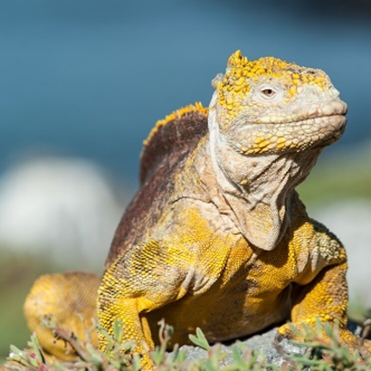Landleguan auf Galapagos, Boyd Hendrikse