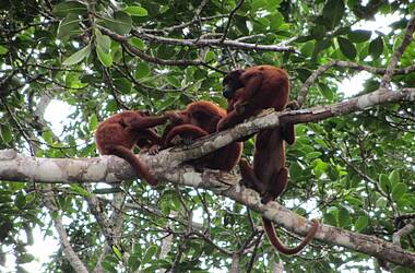 Affenfamilie auf den Bäumes des bolivianischen Amazonas