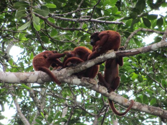 Affenfamilie auf den Bäumes des bolivianischen Amazonas