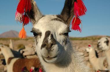 Geschmücktes Lama in der Atacamawüste in Chile