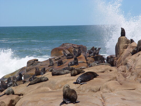 Seelöwen vor Cabo Polonio, einem Fischer- und Badeort an der Atlantikküste Uruguays