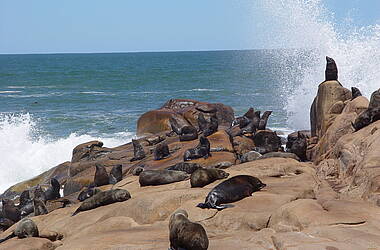 Seelöwen vor Cabo Polonio, einem Fischer- und Badeort an der Atlantikküste Uruguays