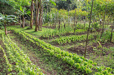 Gemüsegarten der La Quinta De Sarapiqui Öko-Lodge, Costa Rica