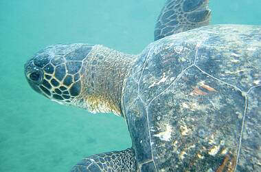 Meeresschildkröte auf den Galapagos Inseln unweit des Finch Bay Galapagos Hotel
