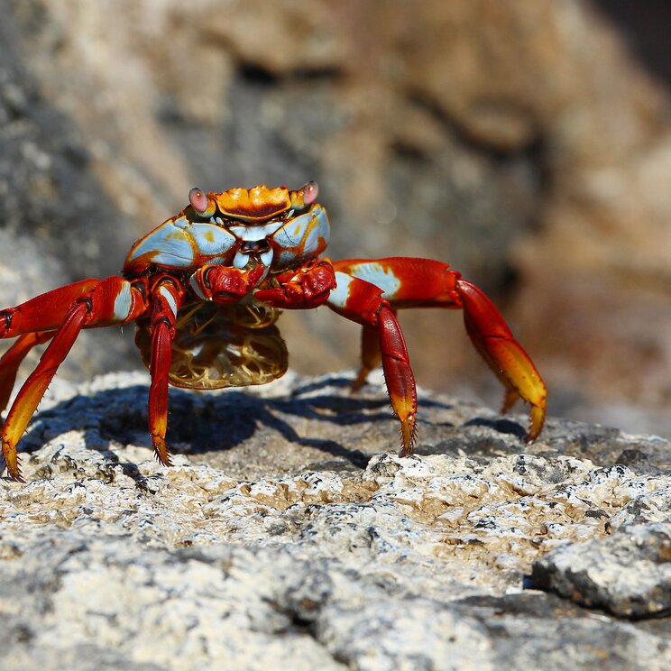 Die Rote Klippenkrabbe auf einem Felsen, Galapagos Ecuador
