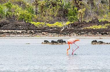 Flamingos bei der Nahrungssuche in einer Lagune auf Galapagos, Ecuador