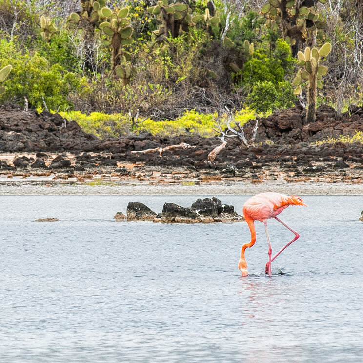 Flamingos bei der Nahrungssuche in einer Lagune auf Galapagos, Ecuador
