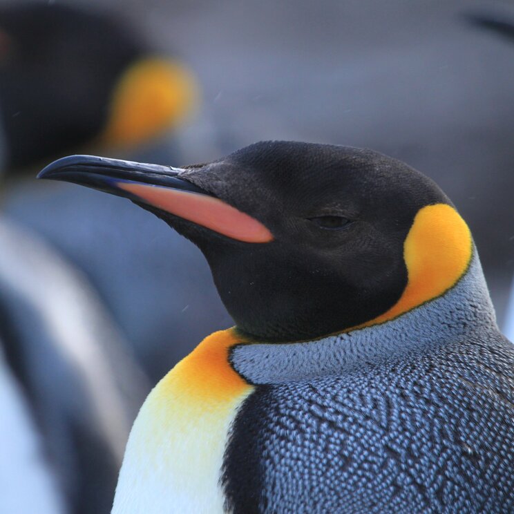 majestätischer Königspinguin