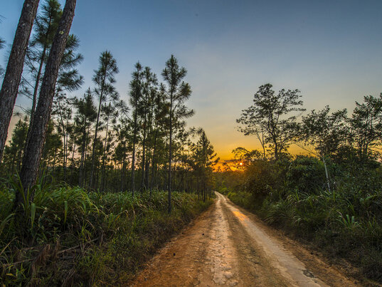 Nicht geteerte Straße durch den Wald bei Sonnenuntergang in Belize