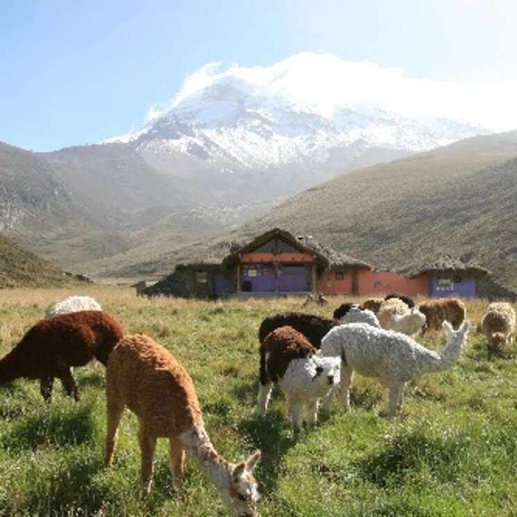 Alpakas am Chimborazo-Vulkan