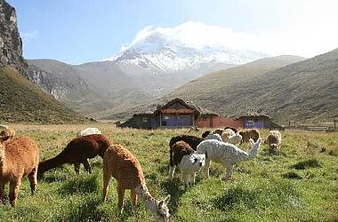 Alpakas am Chimborazo-Vulkan