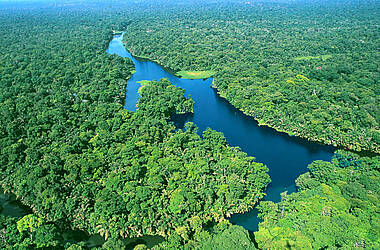 Grüne Vegetation im Tortuguero Nationalpark Costa Rica