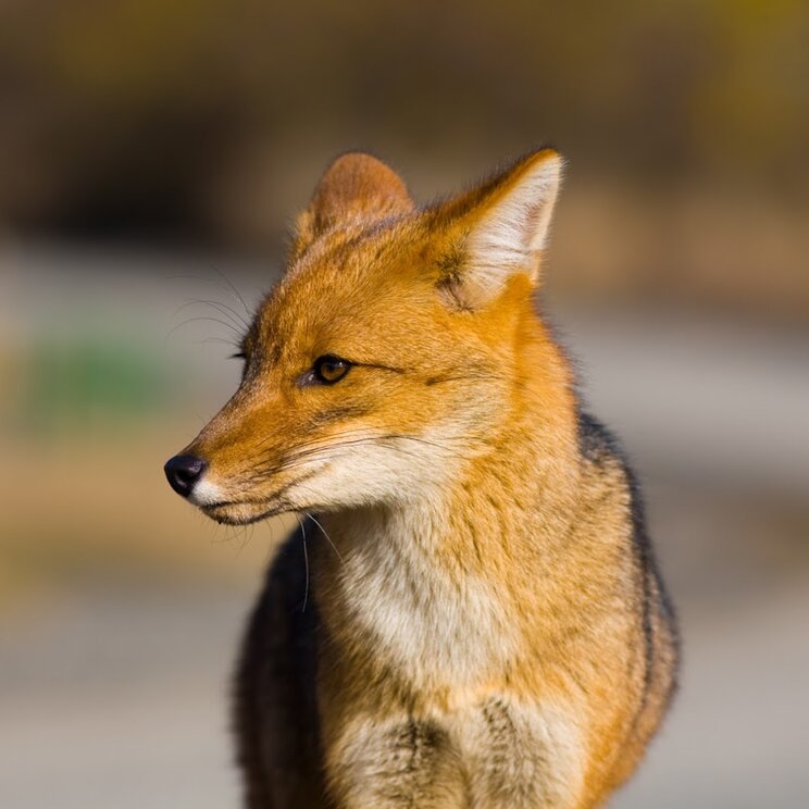 Fuchs in Patagonien