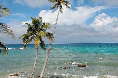 Palmen auf der Insel Little Corn Island