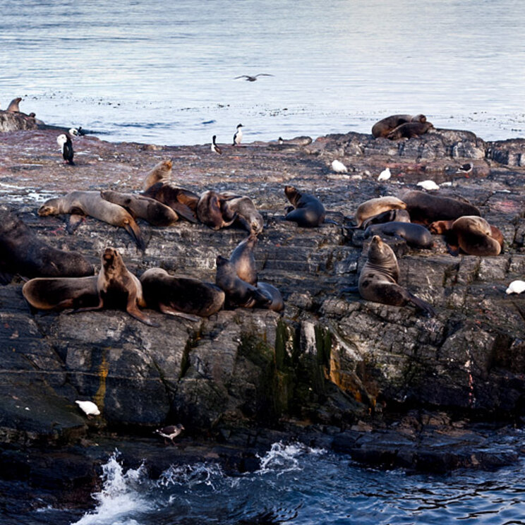 Pinguine und Seelöwen auf einem Felsen im Beagle Kanal