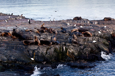 Pinguine und Seelöwen auf einem Felsen im Beagle Kanal