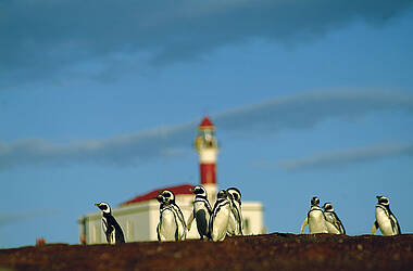 Pinguine und Leuchtturm auf der Isla Magdalena