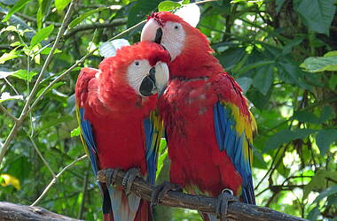 Zwei rote Aras im tropischen Regenwald von Palenque, Mexiko