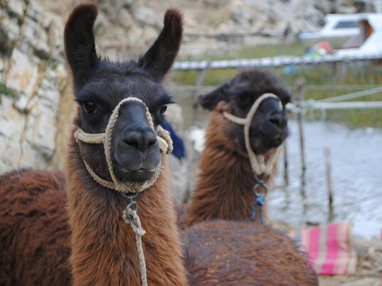 Zwei braune Lamas mit Halfter in Bolivien.