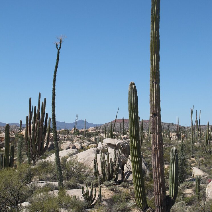 Kakteenfeld in Steinwüste Baja California
