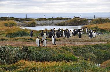 Gruppe von Königspinguinen in Patagonien