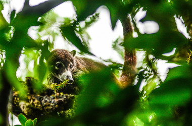 Nasenbär im Monteverde Nebelwald in Costa Rica