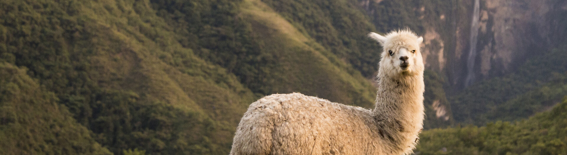 Ein weißes Alpaka auf einer Wiese vor dem Gocta-Wasserfall bei Chachapoyas in Peru.