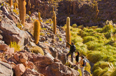 Felsige Landschaft mit Kakteen in der Atacama