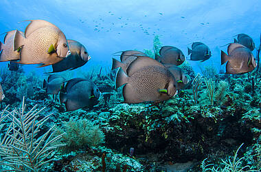 Fische schwimmen im türkisblauen Meer in Belize