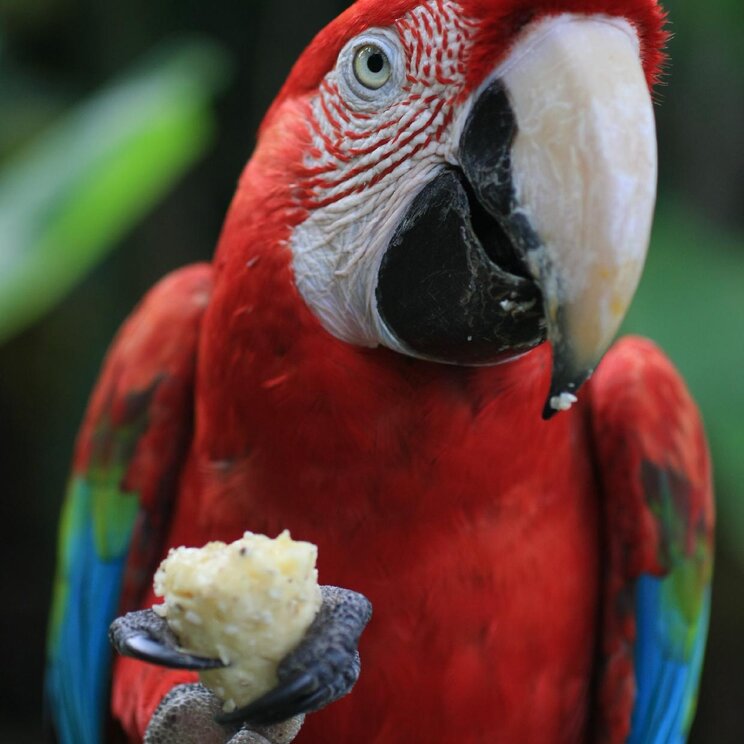 Roter Ara im Dschungel von Rurrenabaque, Bolivia
