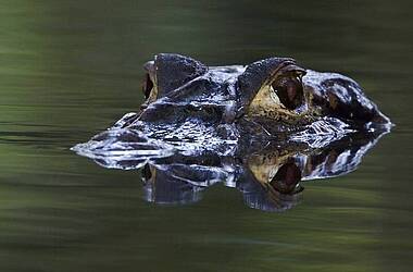 Krokodil taucht im Fluss auf, Sani Lodge im Yasuni Nationalpark