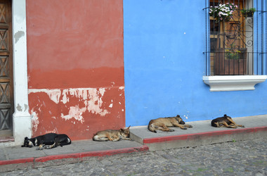 Hunde in Antigua Guatemala